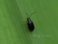 Bladkevers [Chrysomelidae]